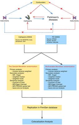 Cathepsins and Parkinson’s disease: insights from Mendelian randomization analyses